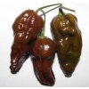 bhut jolokia chocolate 2