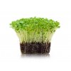 52 1 microgreens brokolice seminka