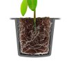 root it dry peat free 24 cell filled tray