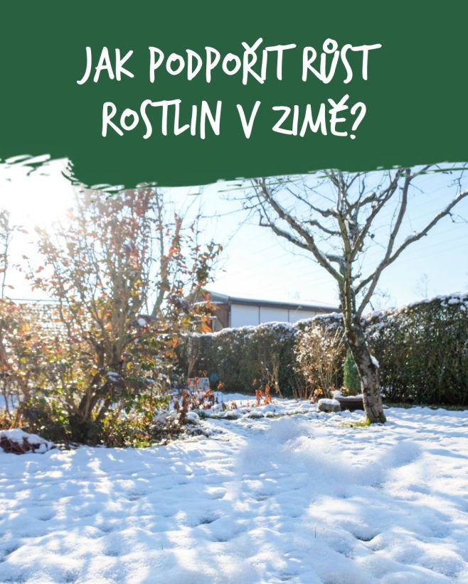 Zima dokáže být pro zahradníky i hobby pěstitele opravdová výzva – méně světla, nižší teploty a suchý vzduch mohou vaše...