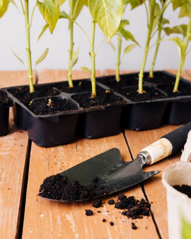 Chcete, aby vaše rostliny konopí byly zdravé a měly slušný výnos? 🌿 Vybrat správný substrát je alfa a omega. Například pro...