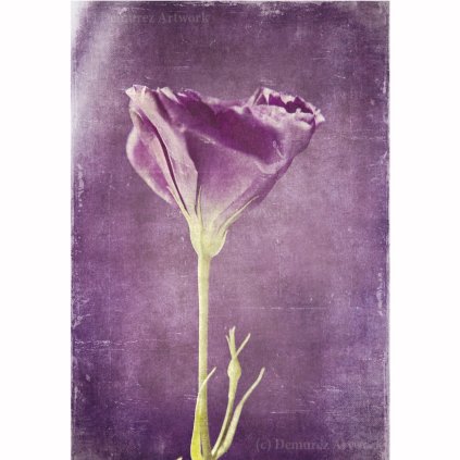 Z NN 0003 1200x1200 WZ