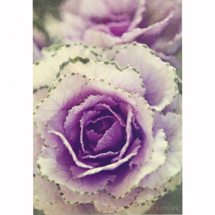 Z NN 0002 1200x1200 WZ