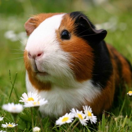 MCG47 GUINEA PIG