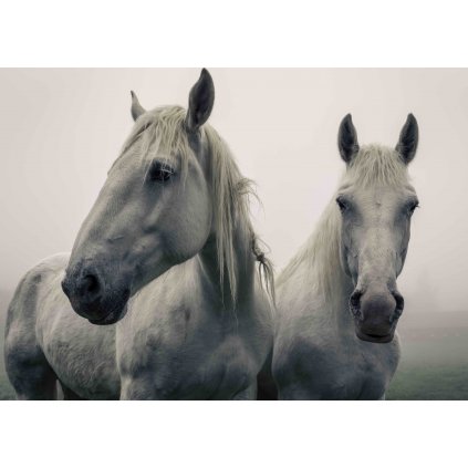 MPF24 WHITE HORSES