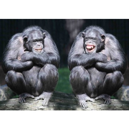 MCZ61 CHIMPS web