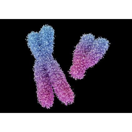 MCD13 CHROMOSOMES