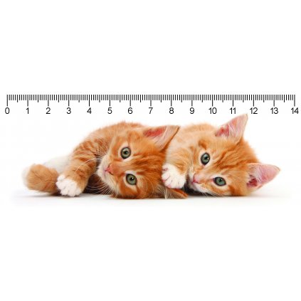 MC936 TWO GINGER KITTENS