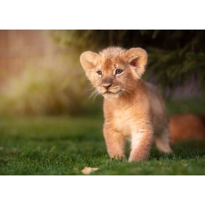 MCZ66 LION PRINCE