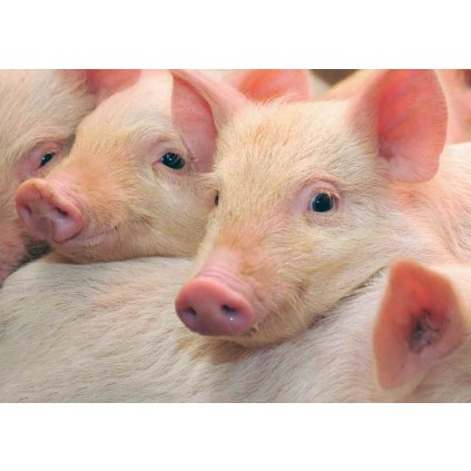 MPF02 BABY PIGS