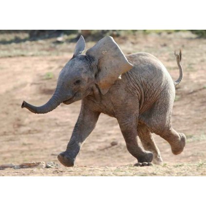 MAF01 BABY ELEPHANT w
