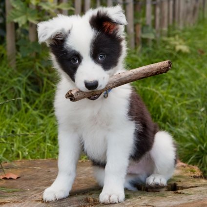 MCG73 MAGNETIC BORDER COLLIE