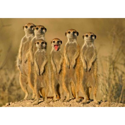 MAF10 MEERKAT FAMILY