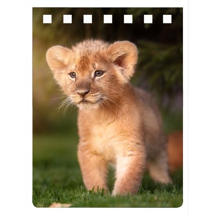 NA712 LION PRINCE A7