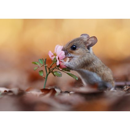 MPS66 FLOWER MOUSE