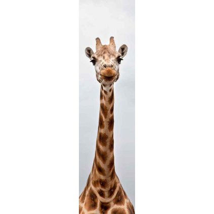 MCZ41 LONG NECK