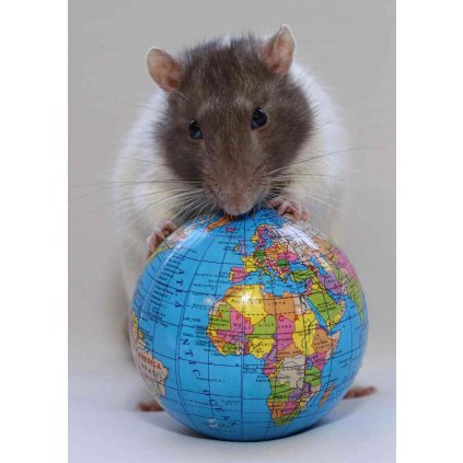 MPS25 EARTH RAT