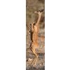 GERENUK Bookmark