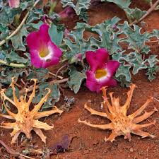 Harpagophytum procumbens/Devil's Claw - Intelezi Herbs