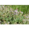 Thymus oenipontanus kz02