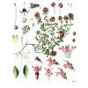 Thymus serpyllum Köhler–s Medizinal Pflanzen 138