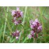 20160717Thymus pulegioides6
