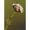 Valeriana officinalis Niitvälja