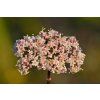 Valeriana officinalis inflorescence Niitvälja