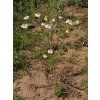 Matricaria chamomilla20140712 026