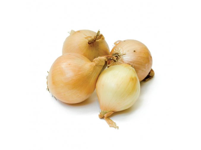 cibule zluta