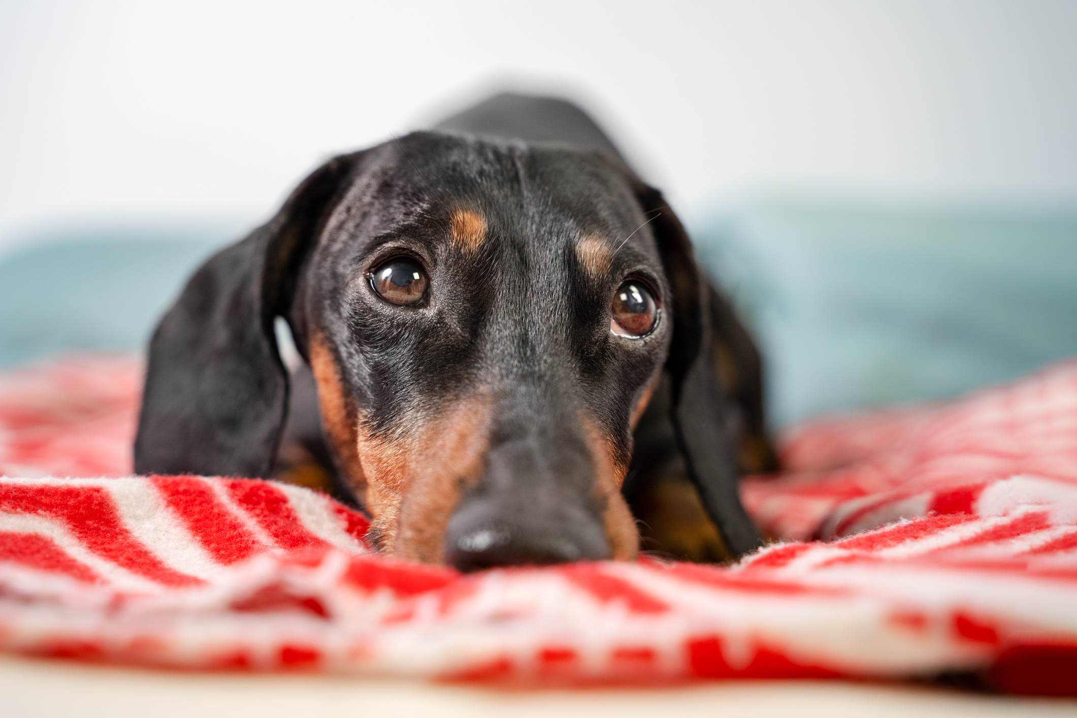 Je suchý čumák u psa známkou nemoci?