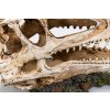 GiganTerra Lebka Dilophosaurus (4)