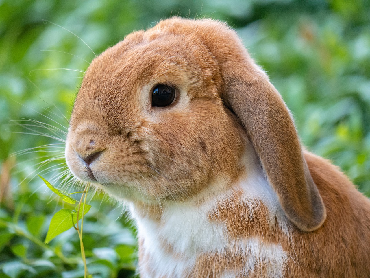 rabbit-6473257_1280