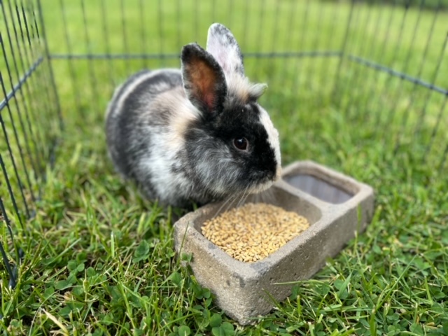 Ječmen pro králíky: proč ho chtějí i ti nejvybíravější?