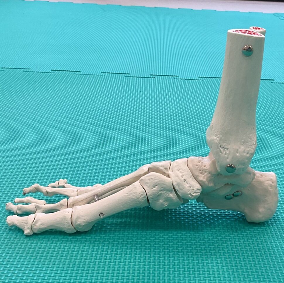 Jak funguje nožní klenba