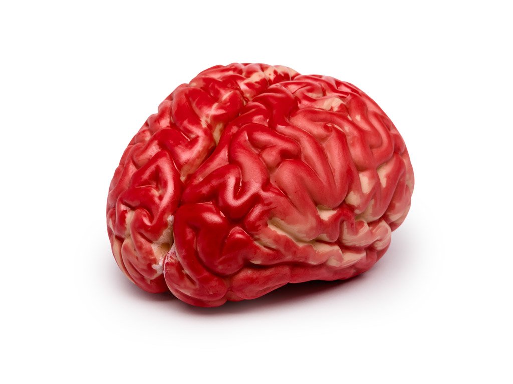 Купить мозги спб. Искусственный мозг. Игрушка мозг. Игрушечные мозги. Мягкая игрушка мозги.