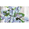 eng pl Forget me not seeds in a can 2174 5