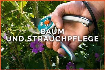 Baum und Strauchpflege