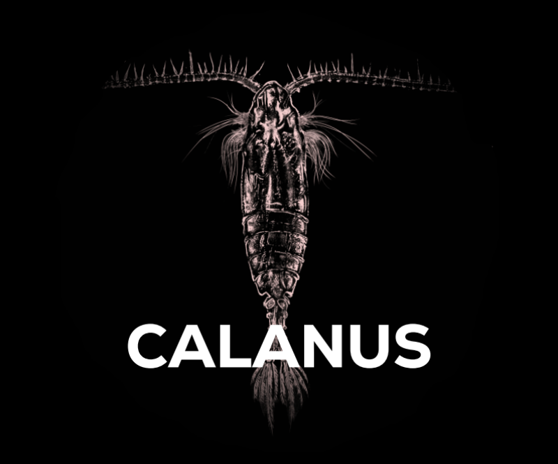 Calanus je v prodeji!