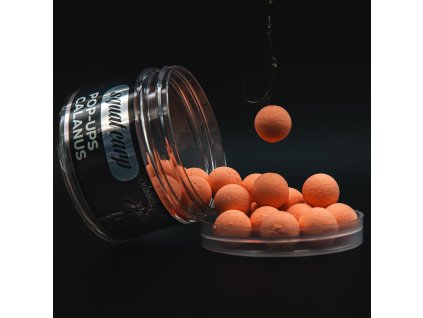 Pop-Up Calanus