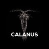 Calanus