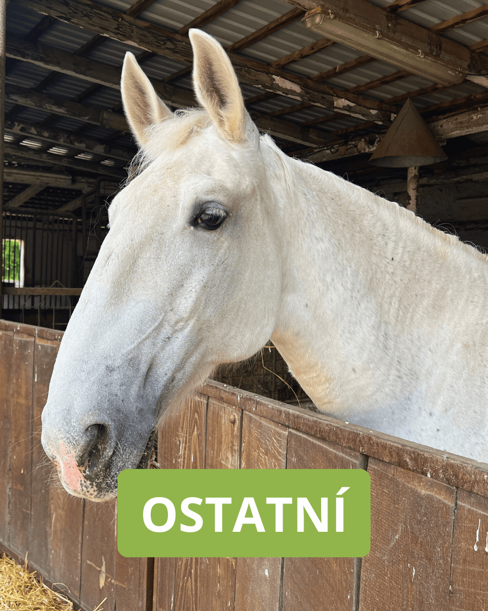 Hospodářská zvířata bez much