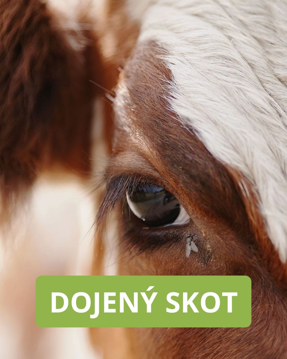 Dojený skot bez much