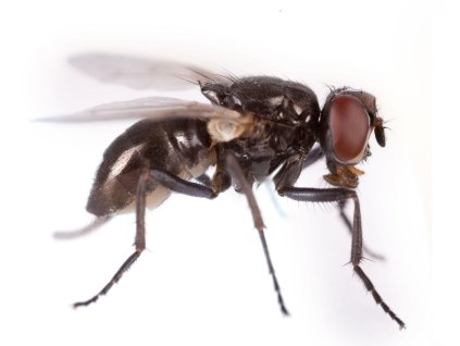 drava moucha ophyra aenescens