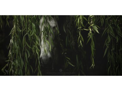 Forest Fairy 40 x 80 cm (Rozměr 70 x 140 cm)