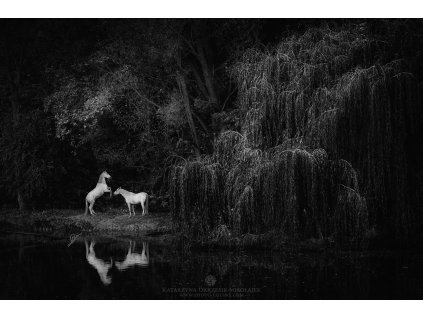 Unicorn trail 70 x 105 (Rozměr 100 x 150 cm)