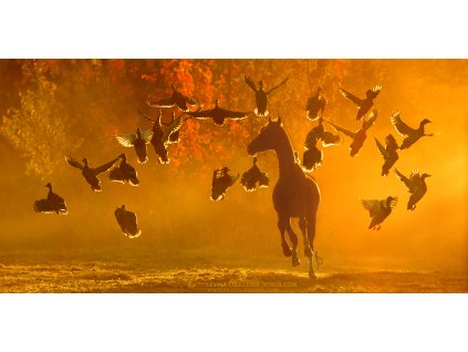 Flight of Fancy 30 x 60 cm (Rozměr 70 x 140 cm)