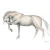 Obr. 4 – Bílý kůň A4 (Rozměr A4)