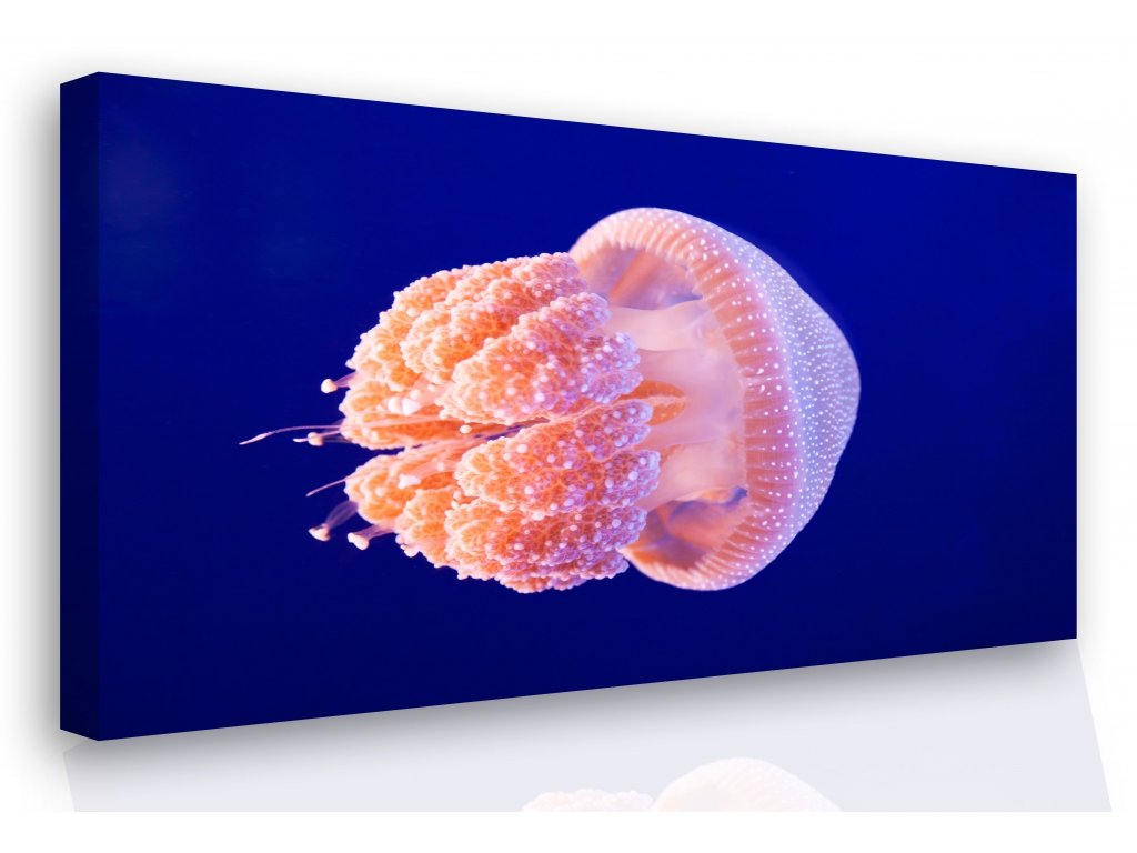 Obraz - medúza