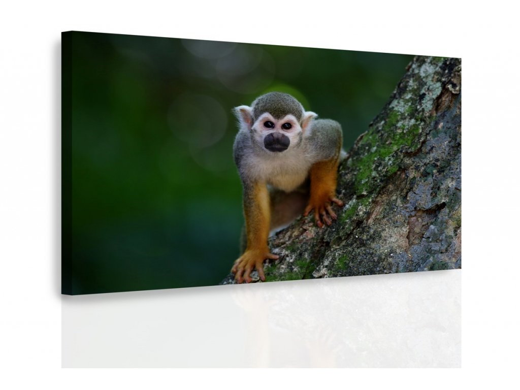 Obraz - Opička na stromě